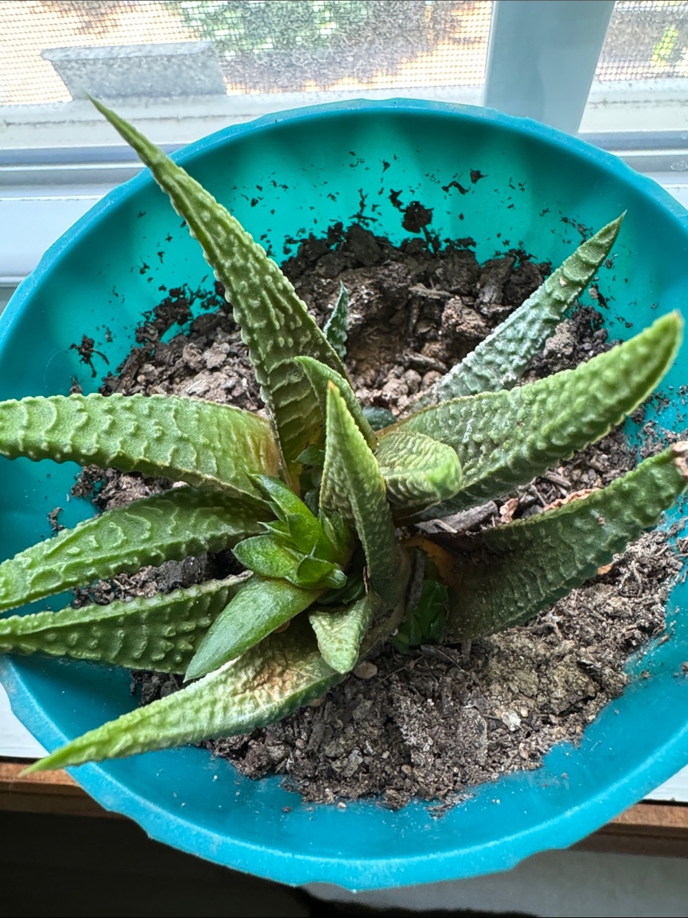 Haworthiopsis limifolia Aka Fairy Washboard - Picture 2 of 4